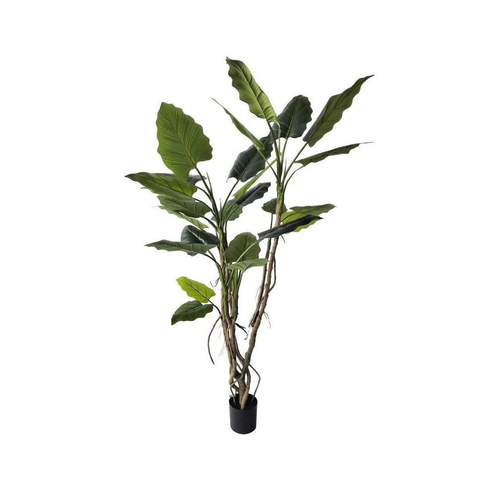 PIANTA ALOCASIA C-VASO H150